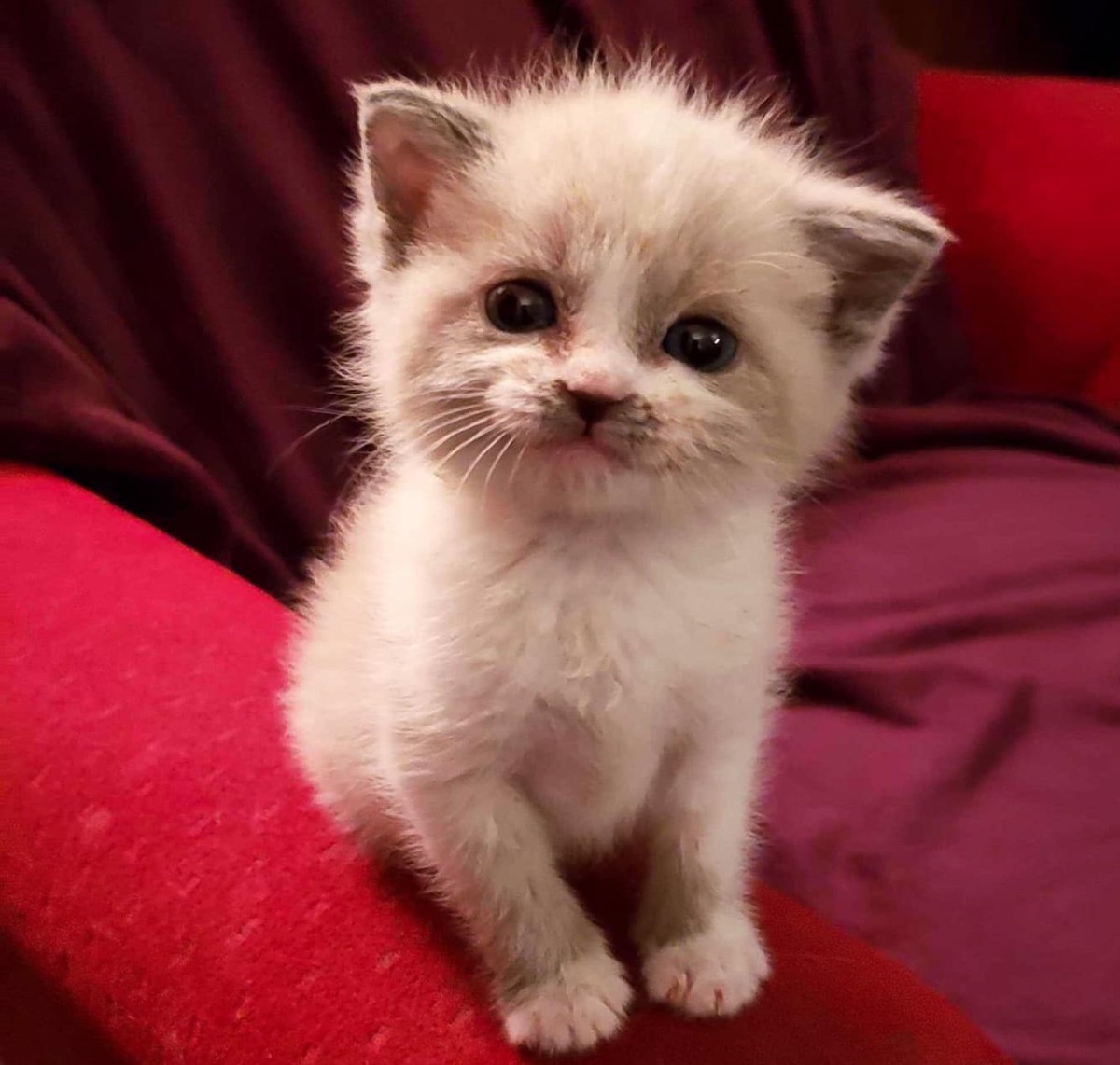 Adorable Smiling Kitten Proves Cats Appreciate Being&nbsp;Rescued