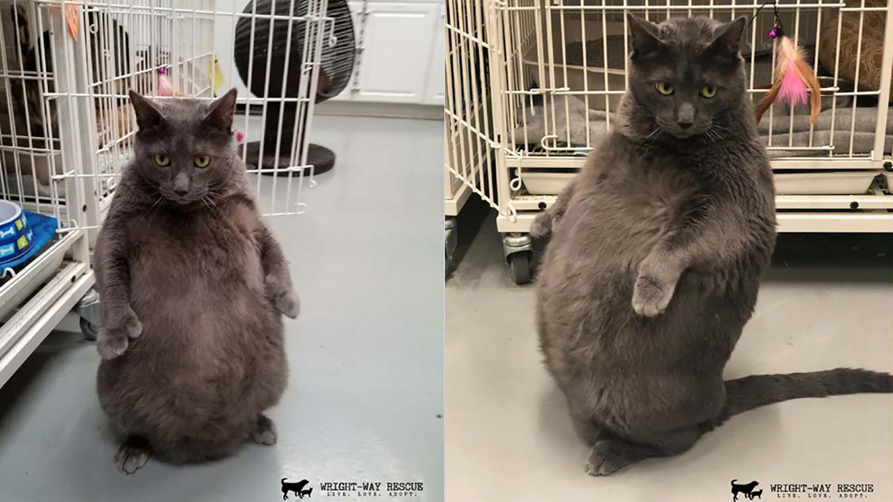 081718-wabc-bruno-fat-cat-img1