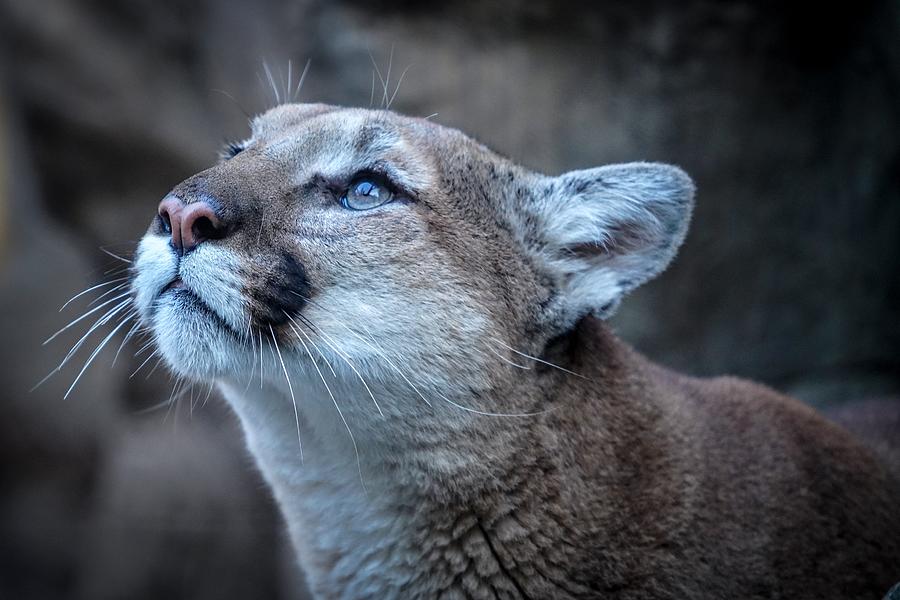 The Majestic Puma