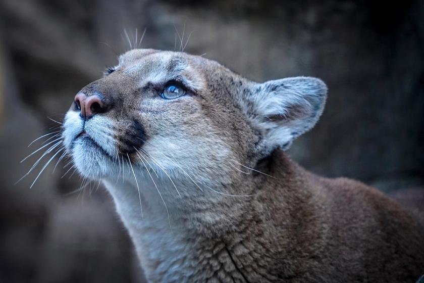 The Majestic Puma