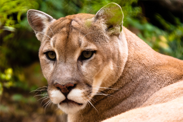 Amazing Cats: The&nbsp;Puma
