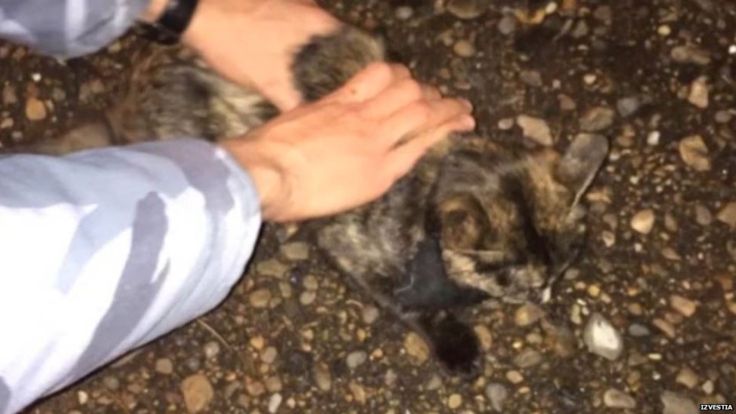 Russian cat gets caught carrying drugs