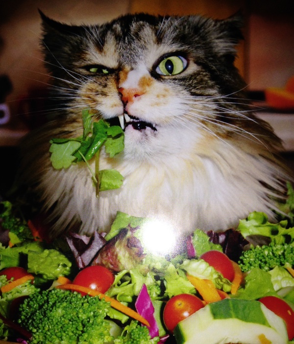 Angry cat eating salad