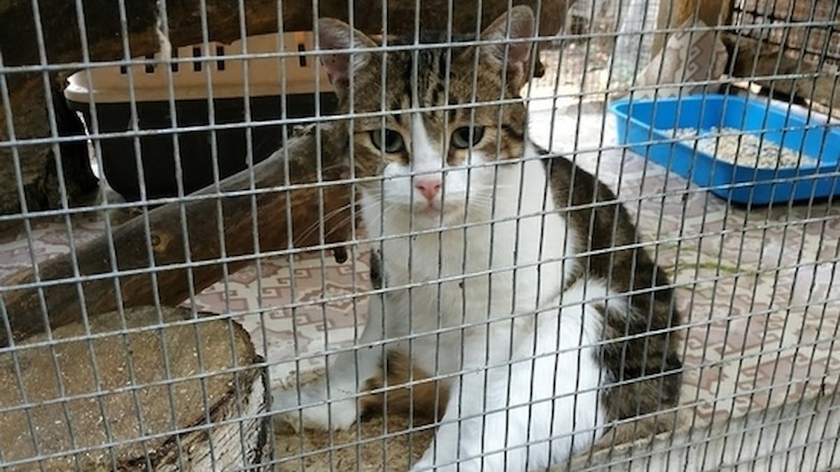 Drug smuggling cat