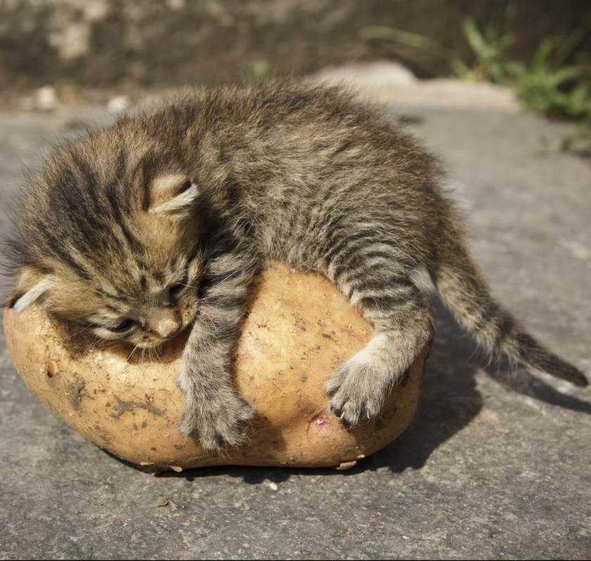 Kitten and potato