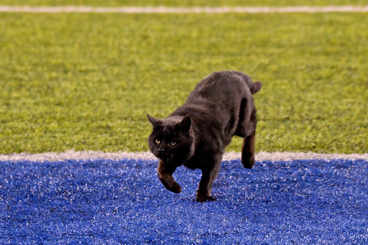 A Black Cat Didn’t ‘Hex’ The Giants: They Just&nbsp;Stink
