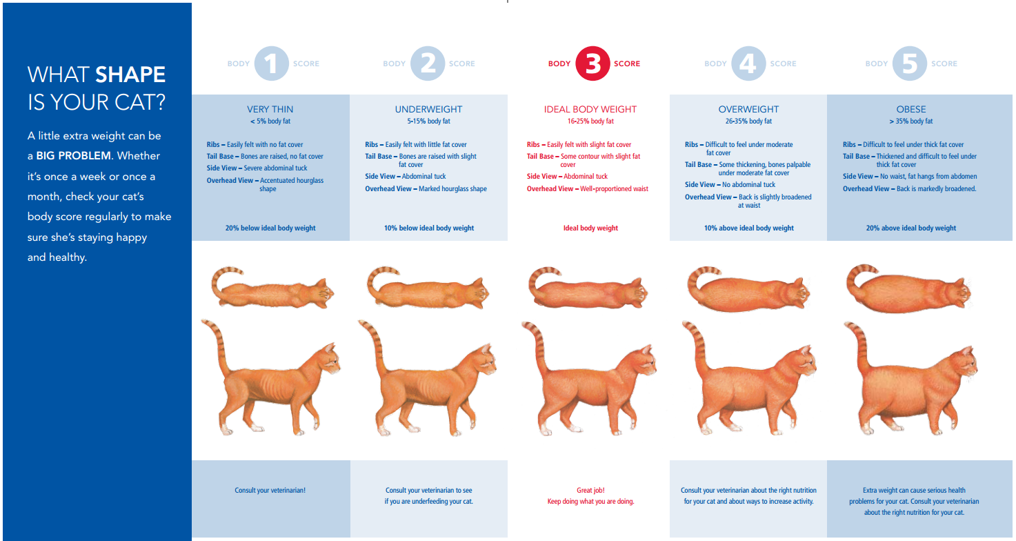 Cat weight chart