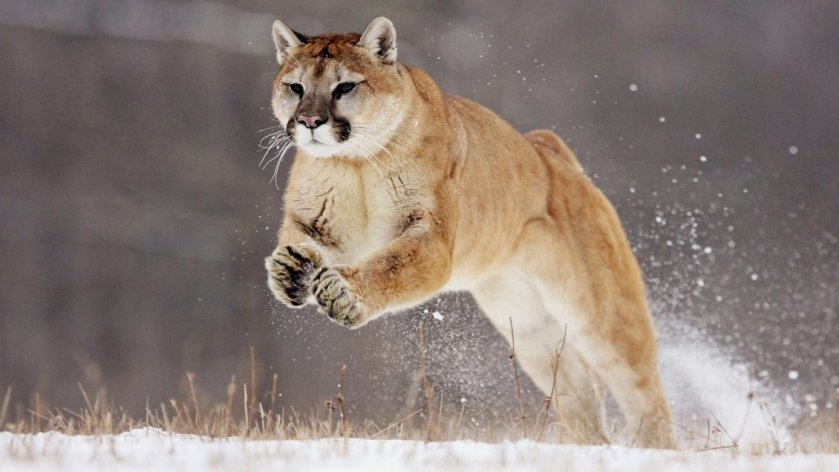 Puma leaping