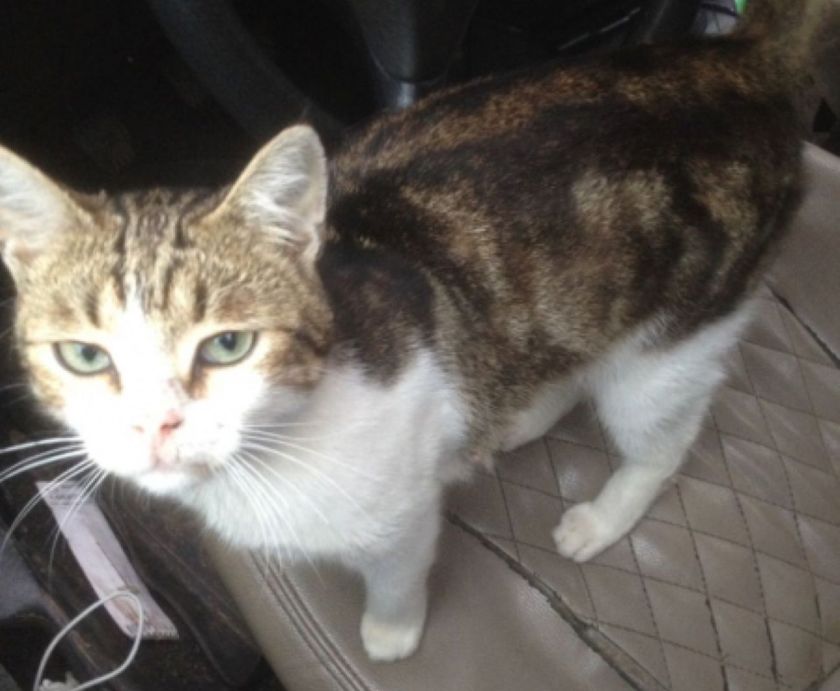 Wanted: Russian drug mule