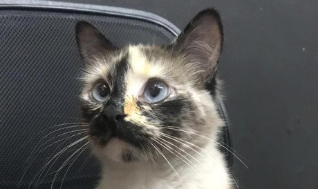 Cat 1, Parents 0: Heroic Cat Rescues&nbsp;Toddler