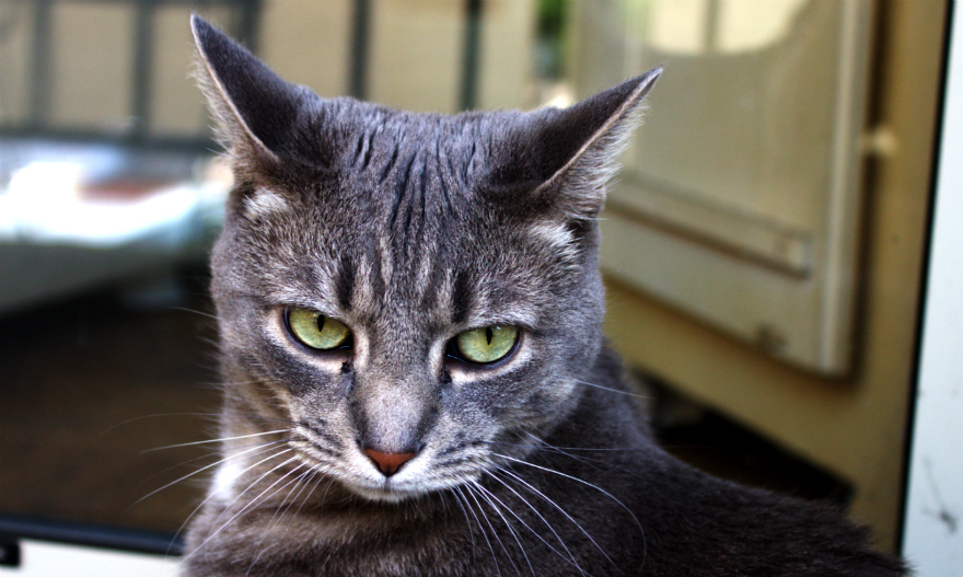 How Long Is Too Long To Leave A Cat&nbsp;Alone?