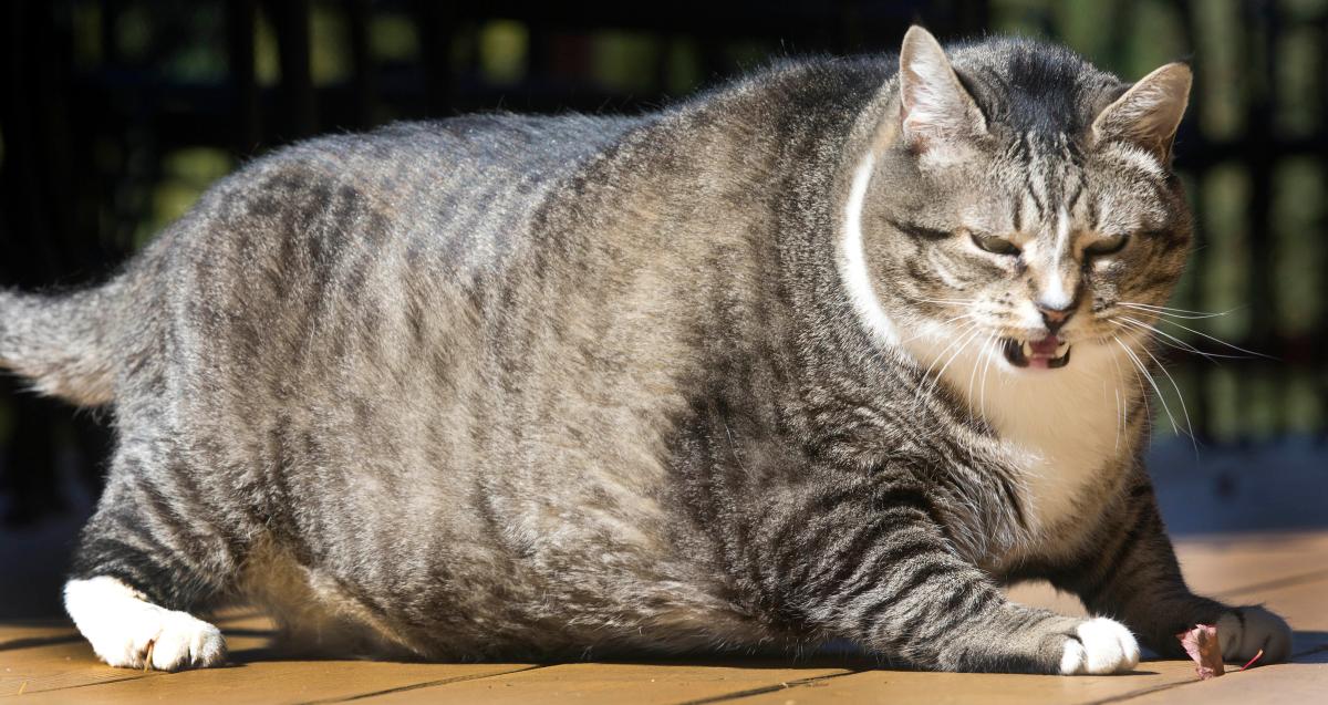 Study Says Most US Cats Are Obese: How Do We Handle the&nbsp;Problem?