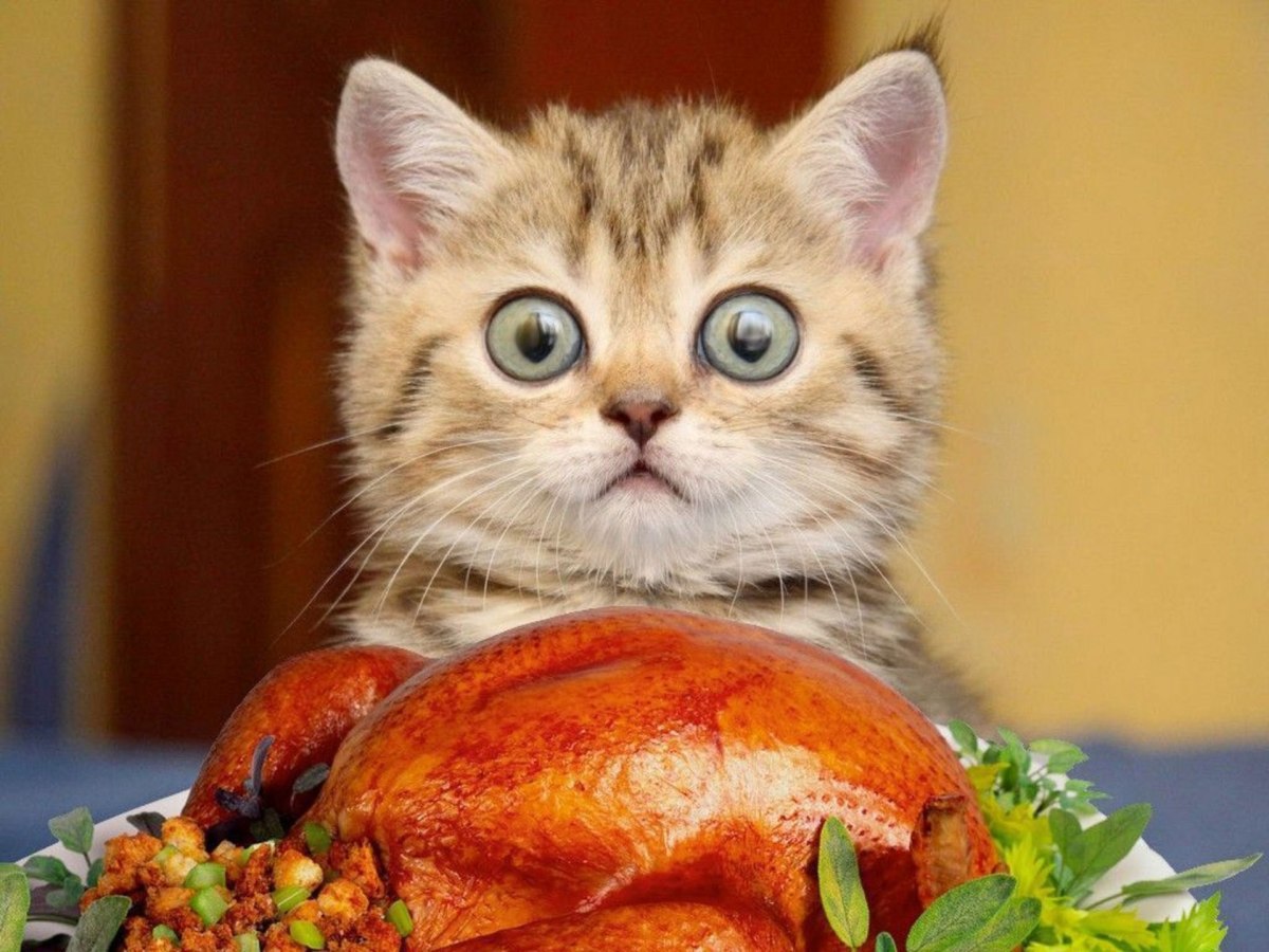 The Cat Who Ate The&nbsp;Turkey