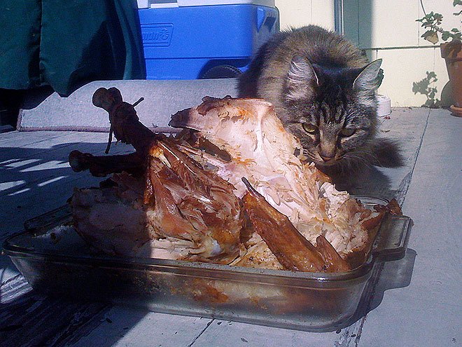 Cat and Turkey!