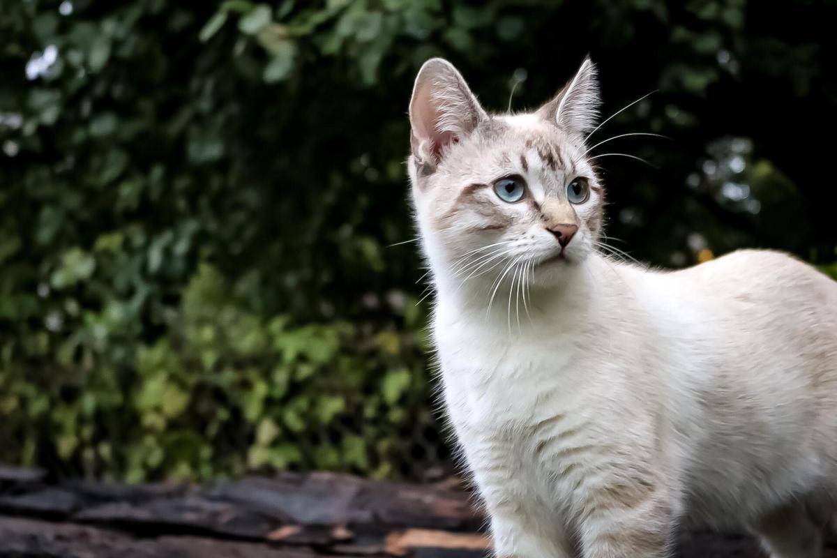 Here Are The Top Cat Names In&nbsp;2019