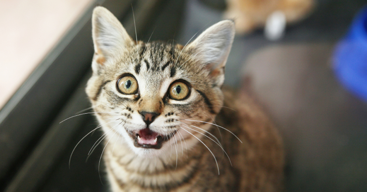 Have You Decoded Your Cat’s&nbsp;Meows?
