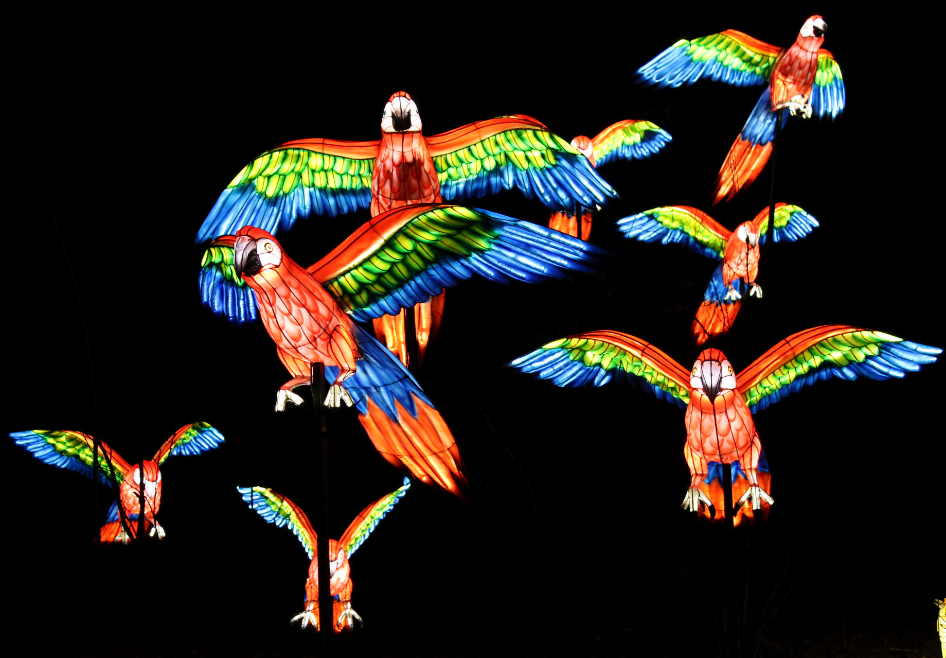 Bronx Zoo Birds of Paradise