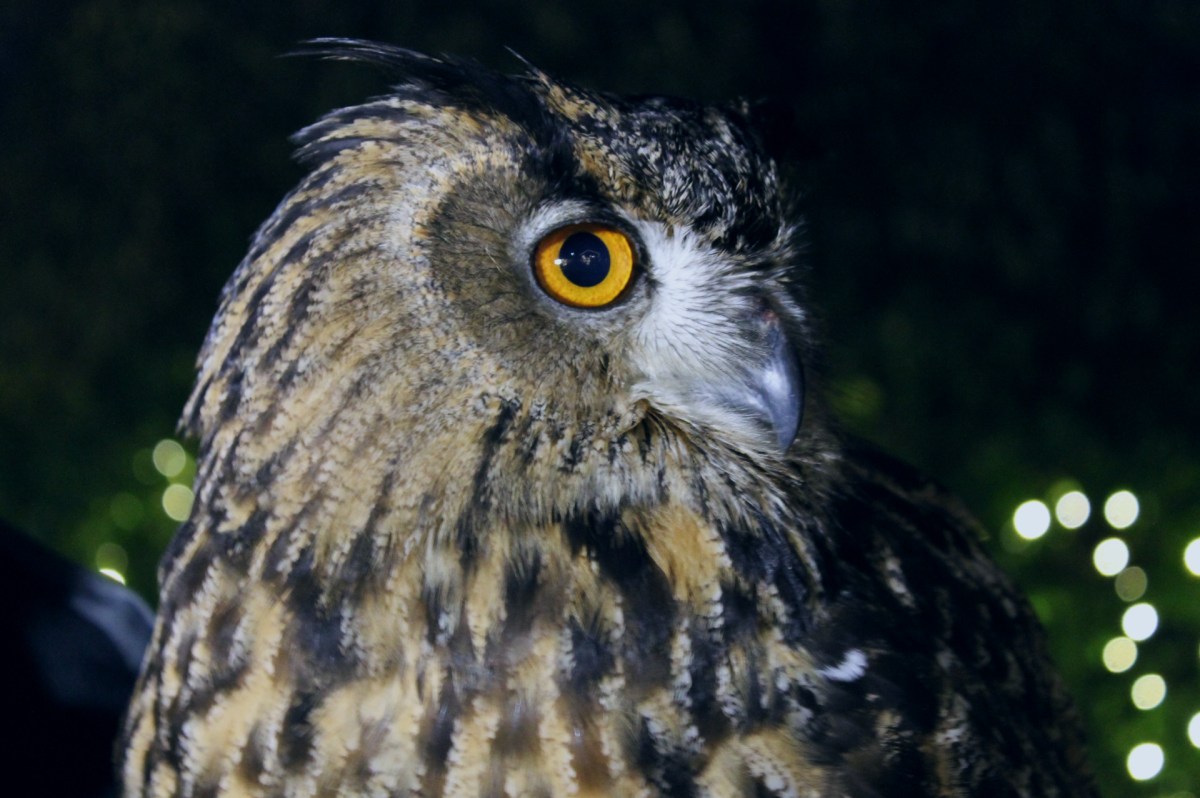 The Bronx Zoo: Winter&nbsp;Wonderland