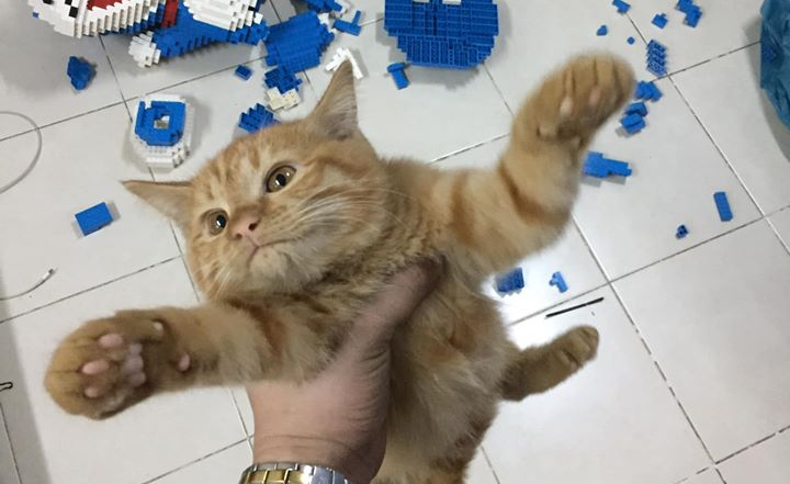 Cat Destroys 2,400-Piece Model, Uses Power of Cuteness To Evade&nbsp;Consequences