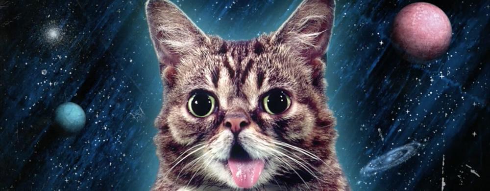 RIP Lil Bub, Famous Tabby and Feline&nbsp;Ambassador