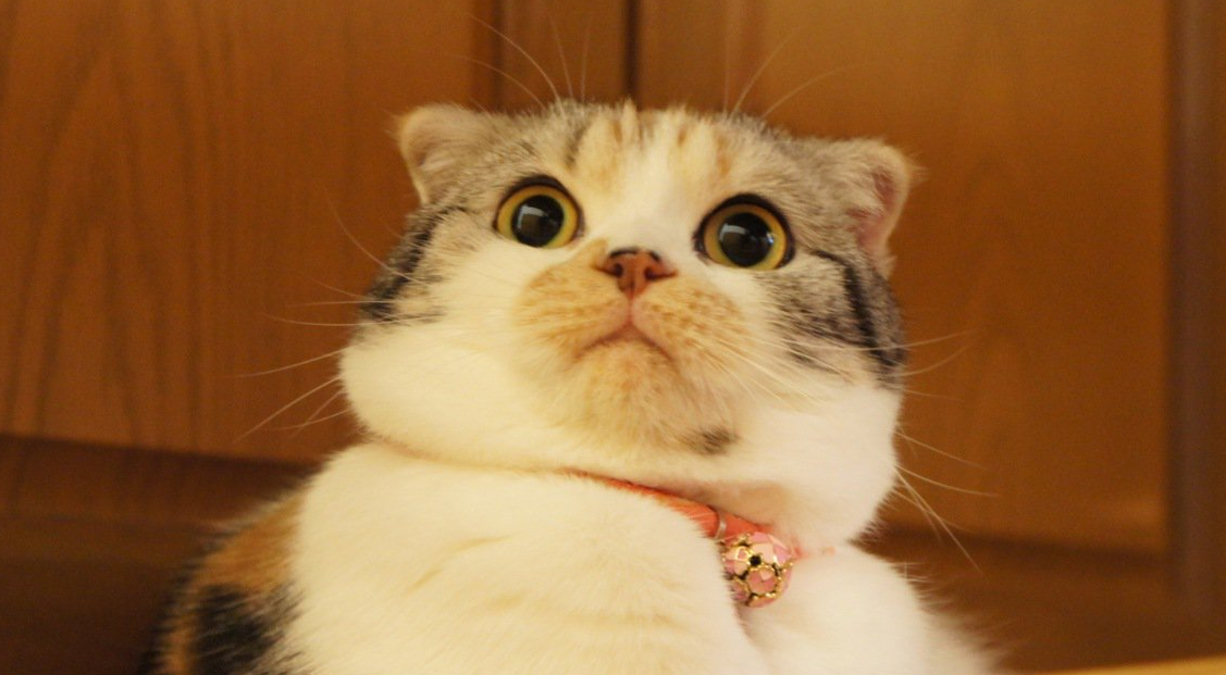 surprised-cat-1
