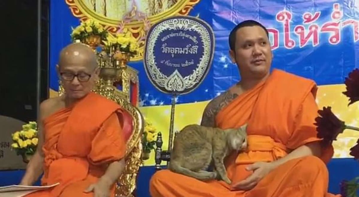 Cat Crashes Buddhist Ceremony, Demands Affection From&nbsp;Monk