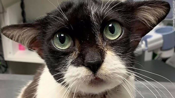 Some Jerk Stole the Baby Yoda&nbsp;Cat