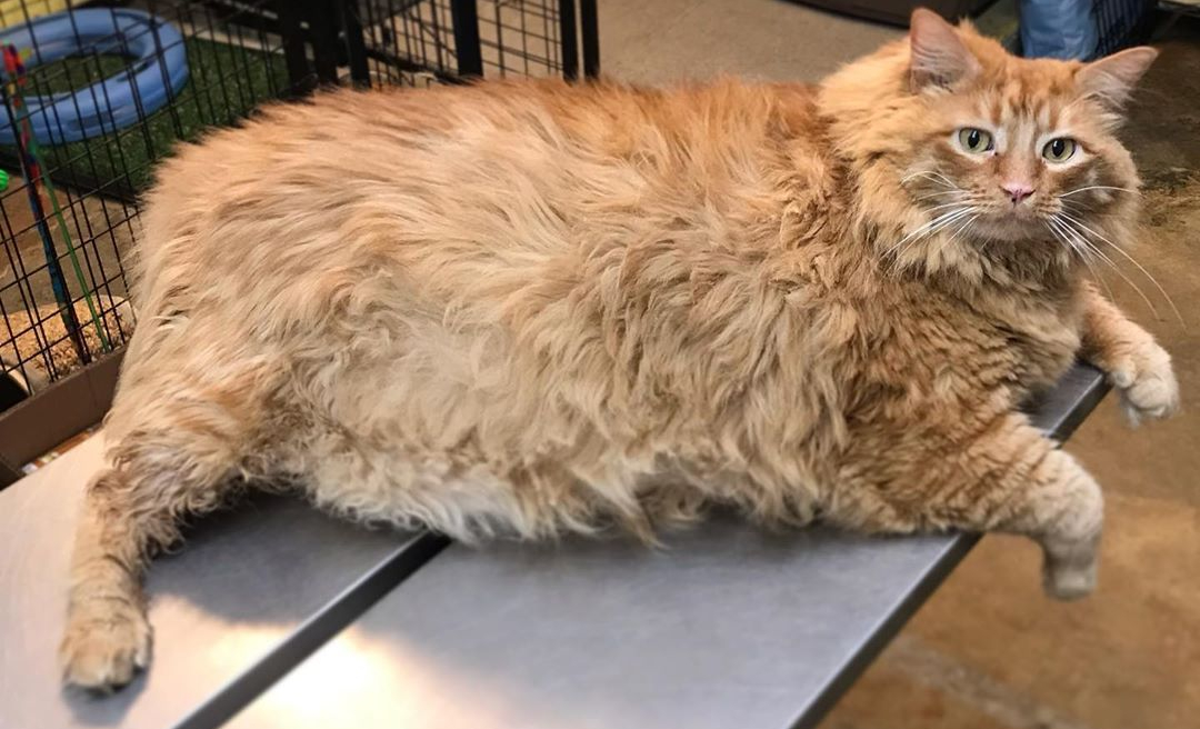 This Cat’s In For A Rude&nbsp;Awakening