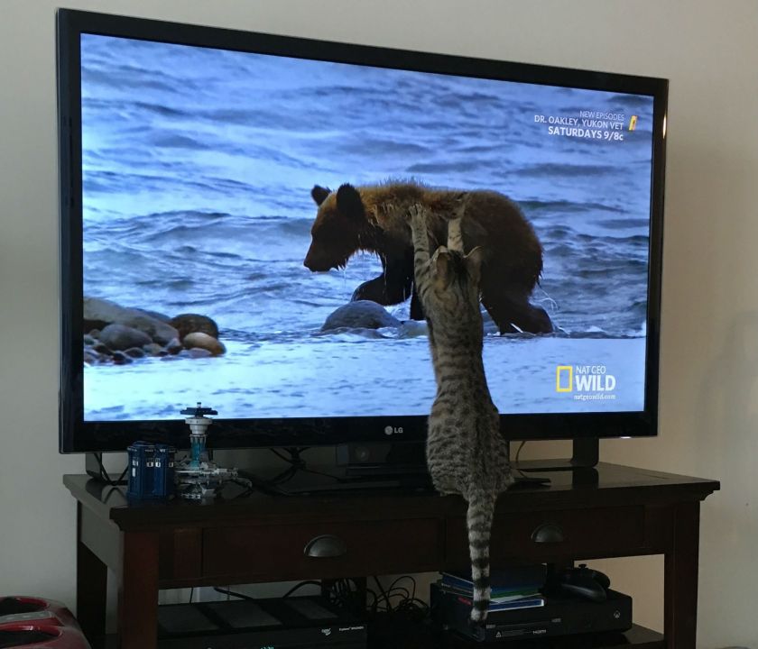 catattacktv