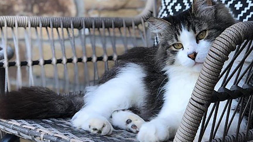 Reason #127 To Keep Your Cats Indoors: Bad&nbsp;Guys