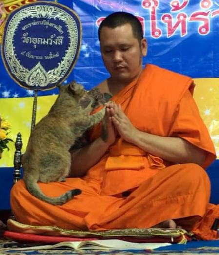The Cat and the Monk