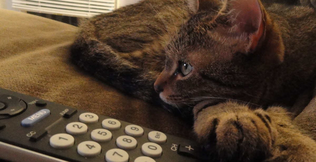 It’s Official: Cats Love&nbsp;Youtube