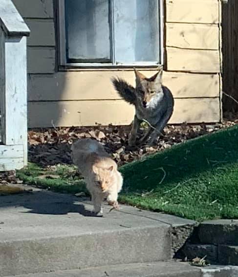Cat vs Coyotes