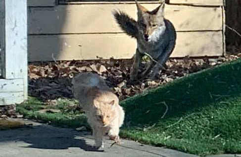 Dramatic Photos Show Cat Narrowly Escaping&nbsp;Coyotes