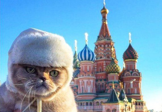 Evil Russian Cats Unleash Purrpaganda Campaign Against Buddy, Sources&nbsp;Say