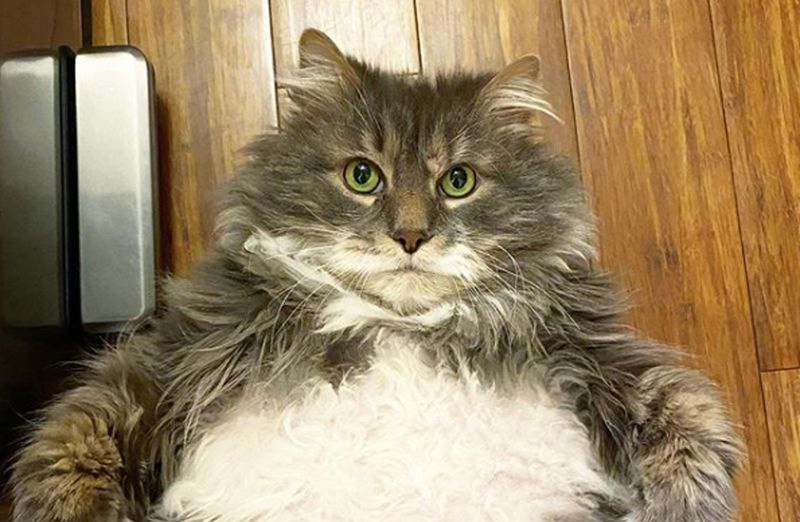 This Handsome Chonkster Does&nbsp;Crunches!