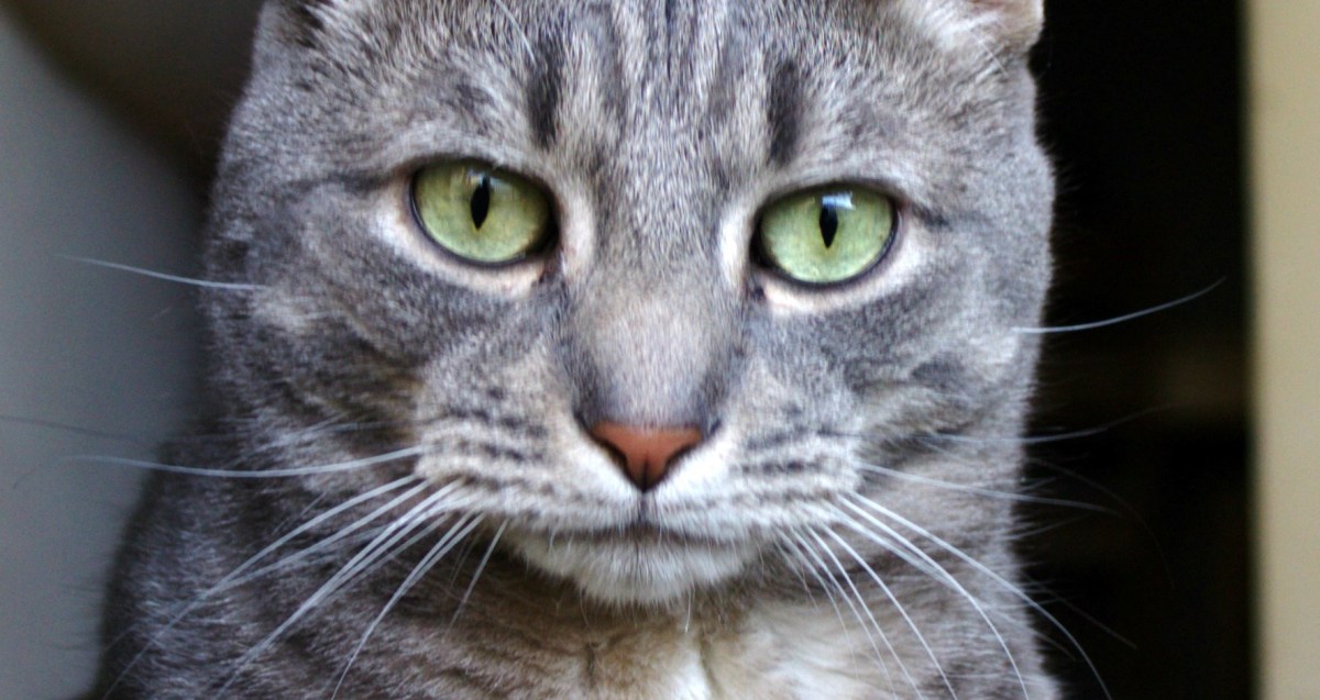 Time Mag’s Top 10 Cats List Deemed Illegitimate, Doesn’t Include&nbsp;Buddy