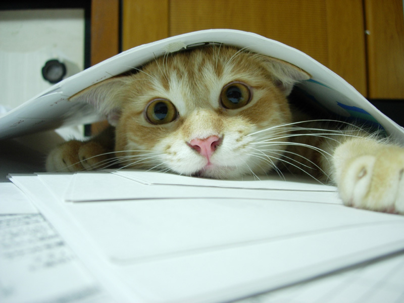 Twitter Malcontents Shame Journal Into Dropping Study About&nbsp;Cats