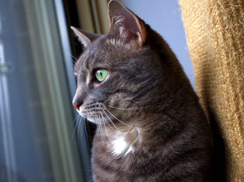 Buddy Being Handsome