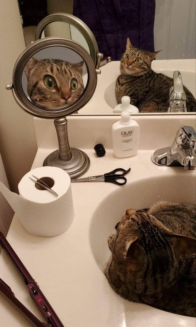 catmirror