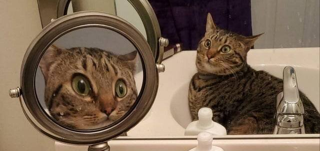 Cat Sees Himself In Two Mirrors, Has Existential&nbsp;Crisis
