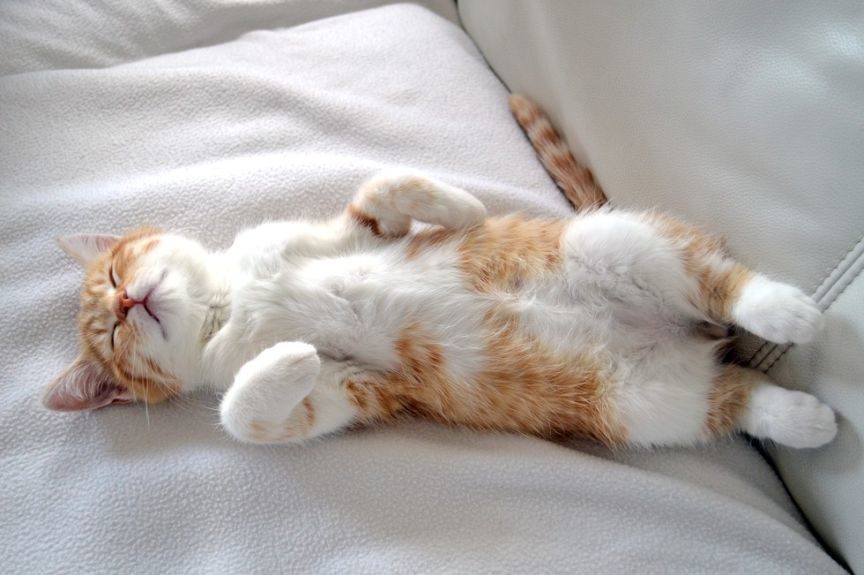 Do You Let Your Cat Sleep In Your&nbsp;Bed?