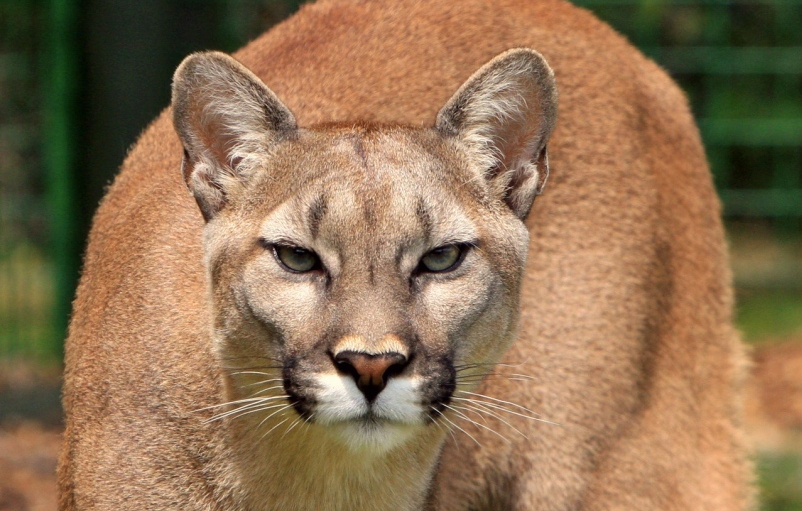 Reason #138 To Keep Your Cats Indoors: Mountain&nbsp;Lions