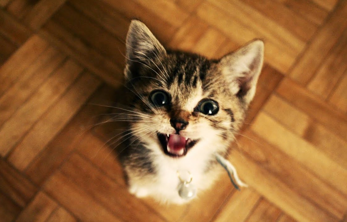 Can Cats Talk Like Humans, Or Is This Viral Video A&nbsp;Hoax?