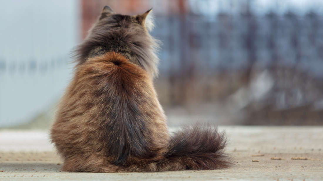 Do Cats Care About Us? A Scientist Weighs&nbsp;In