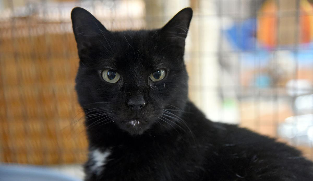 Plankton The Cat Has A Home After 2,432 Days In The&nbsp;Shelter