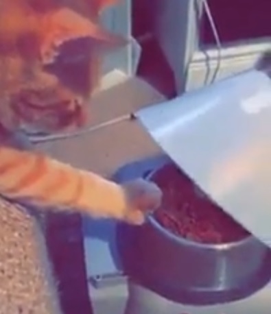 Best Buddies: Cat Holds Bowl So His Recovering Friend Can&nbsp;Eat