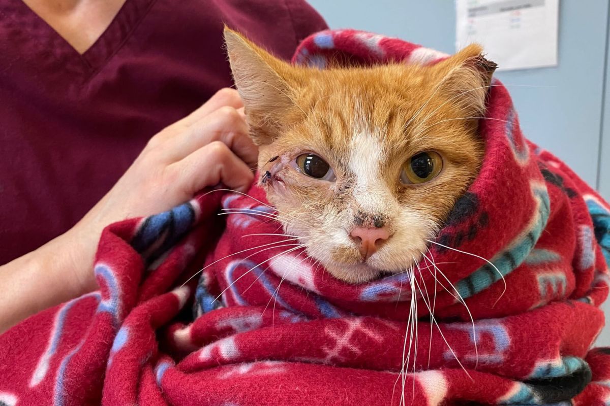Cat Who Was Shot In Head With Arrow Finds A Loving&nbsp;Home