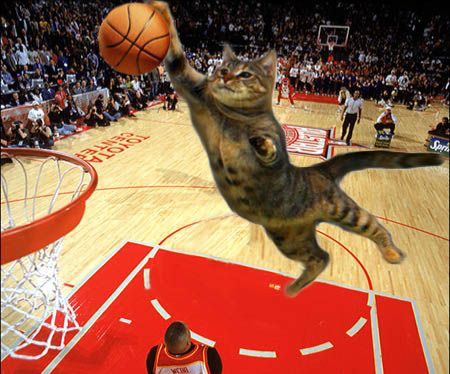 Newest Social Distancing Fad: Sports With Your&nbsp;Cat