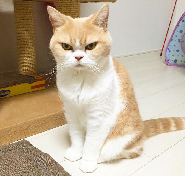 angrycat4
